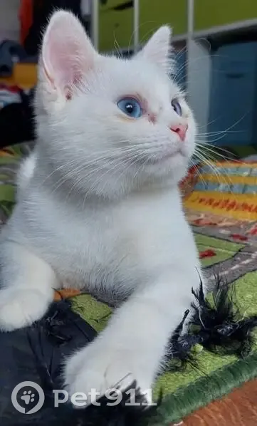 Пропал белый кот, ул. Горки 3, Алешня - photo