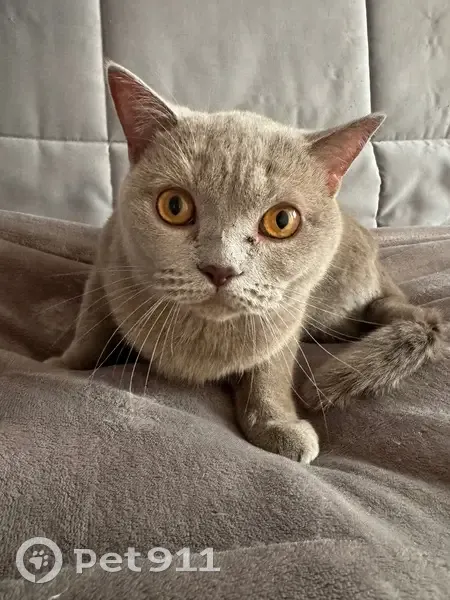 Найдена кошка, ул. Кирова, 103, Новокузнецк - photo