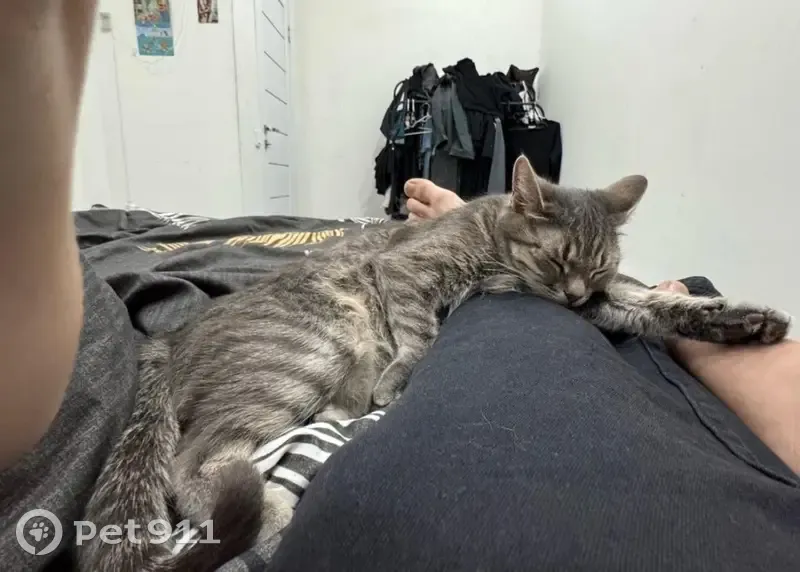 Пропала кошка, ул. Героя Орлова 2, Краснодар - photo