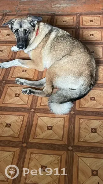 Пропала собака, Железенка, Тверская обл. - photo