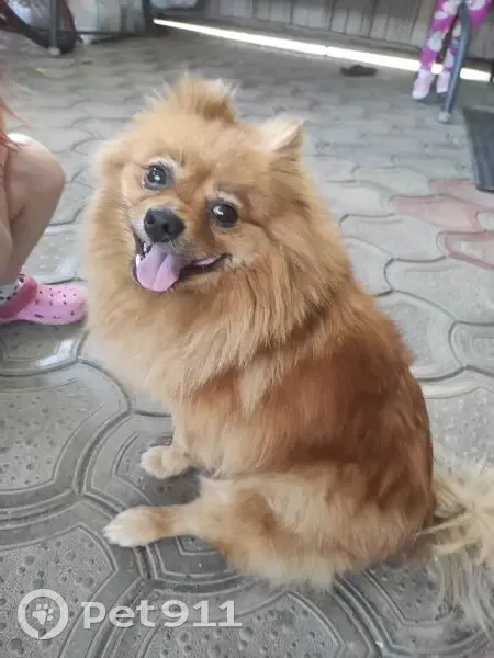 Рыжая собака найдена, Краснодар - photo