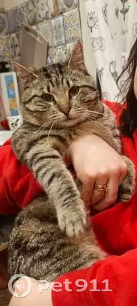 Пропал кот Вася, Родниковый пер., 32 - photo