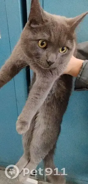 Кошка найдена: Промышленная ул, 6-18, Ижевск - photo