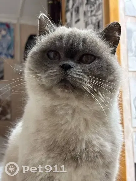 Пропала кошка, Октябрьская ул., 85, Елец - photo