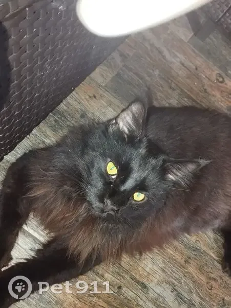 Кошка найдена, Ильская ул. 41, п. Пригородный - photo