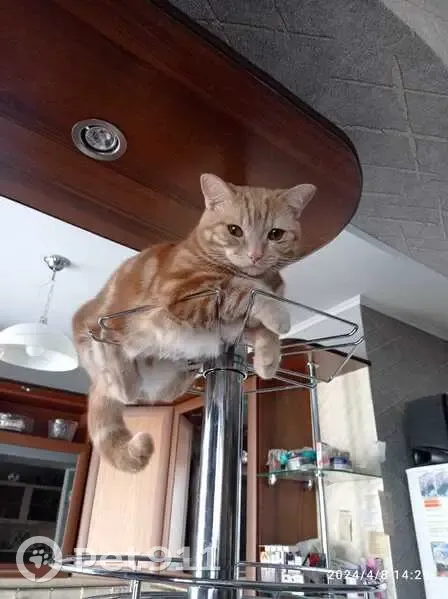 Пропал рыжий кот, ул. Энергетиков 36, Крск - photo