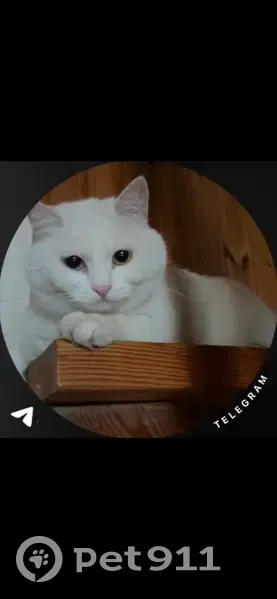 Пропала кошка, ул. Образцовая 9, Уфа - photo