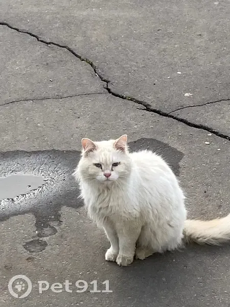 Кошка найдена у подъезда 60/15, Набережные Челны - photo