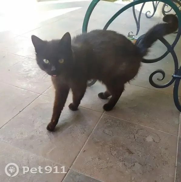 Кошка найдена в Вертелишках, Гродно - photo