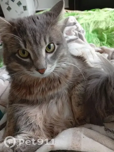 Пропал кот Дыма, Волжская ул, 3, Крск - photo