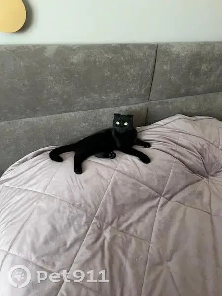 Пропала черная кошка, Аэродромная 20 - photo