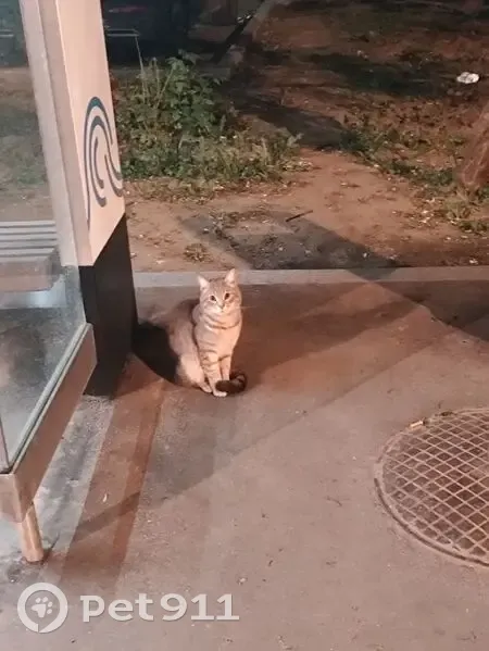 Кошка найдена: 1-я Дубровская, 1А, Москва - photo