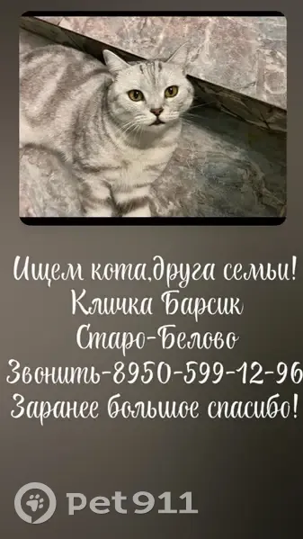 Пропала кошка, Базовая ул. 20б, Белово - photo