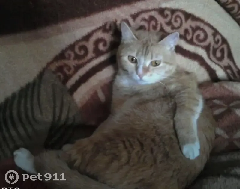 Пропала кошка, ул. Сахалинская, 31 - photo