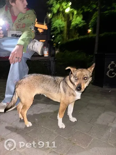 Собака найдена на ул. Красная, 172, Краснодар - photo