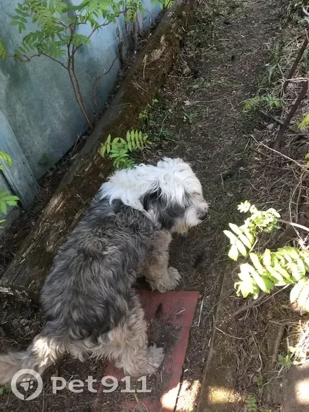 Найдена собака в Олхинском поселении - photo