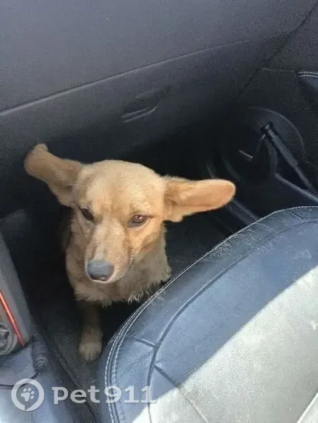 Пропала собака в Мирном, Вологодская обл. - photo