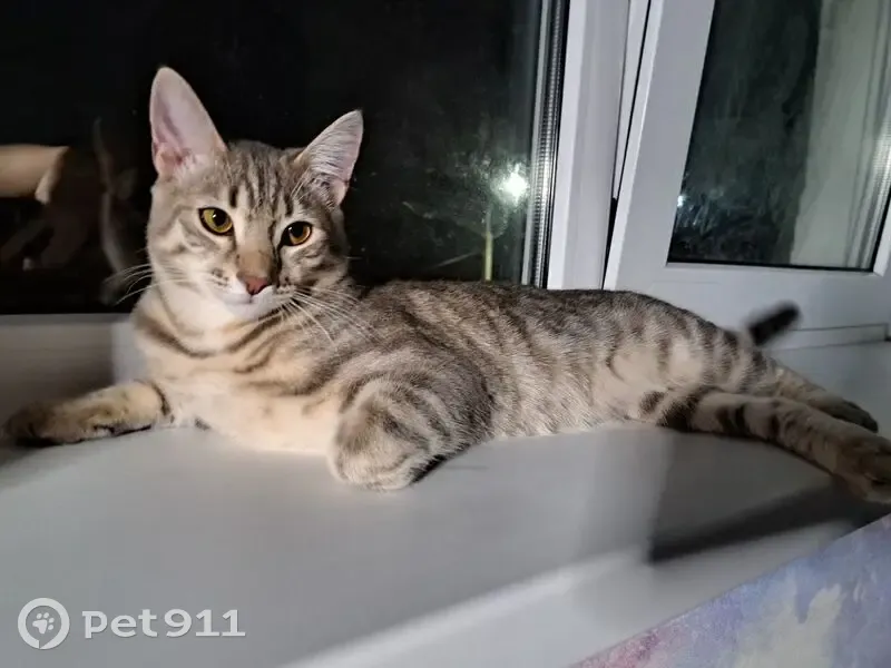 Пропала кошка, Уфа, Набережная 51 - photo