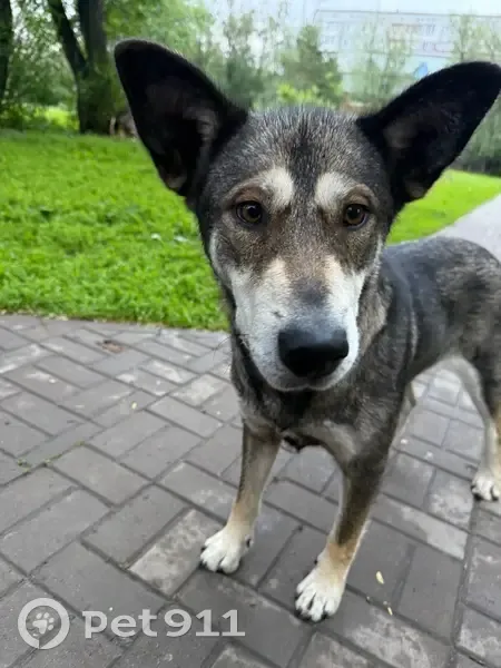 Найдена собака, Омск, ул. 70 лет Октября, 4 - photo
