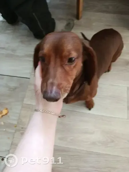 Собака найдена: Фестивальная, 30, Дзержинск - photo