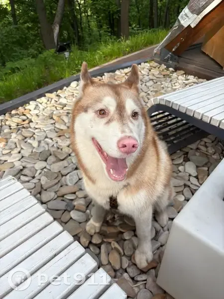 Пропала собака, Нижний Новгород - photo