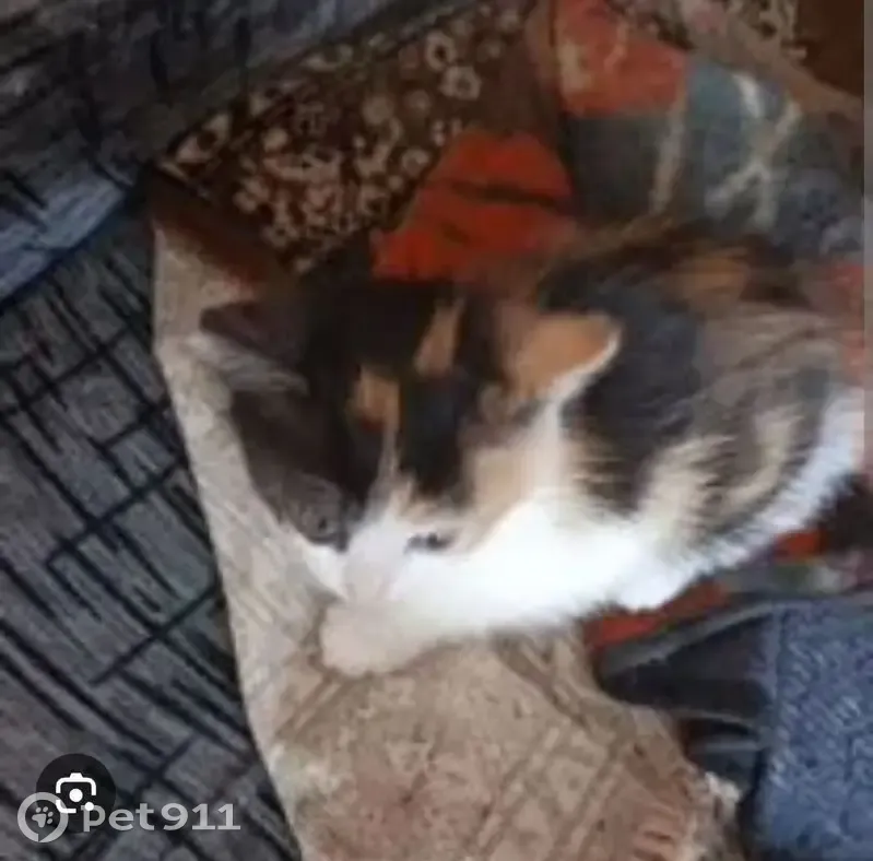 Пропала кошка, ул. Ногина, 5, Камешково - photo