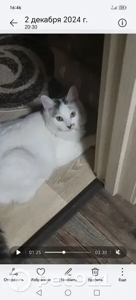 Пропала кошка, пл. Минина, Нижний Новгород - photo