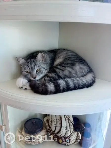 Пропал кот, Ключевая 22, Ильи́нка - photo