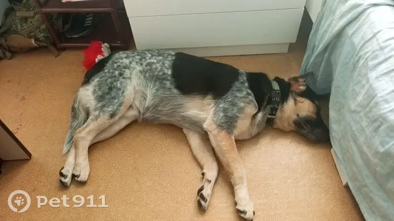 Пропала собака, 5-й микрорайон, 20 - photo