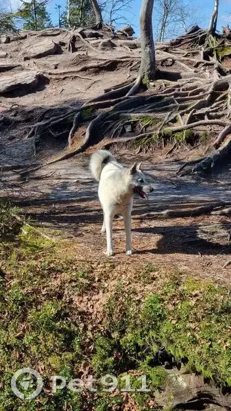 Найдена собака на Советской, 26, Усьва - photo