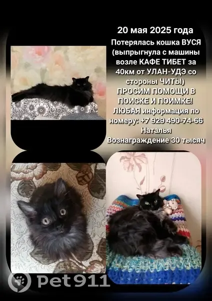 Пропала кошка у кафе Тибет, Советская 39 - photo