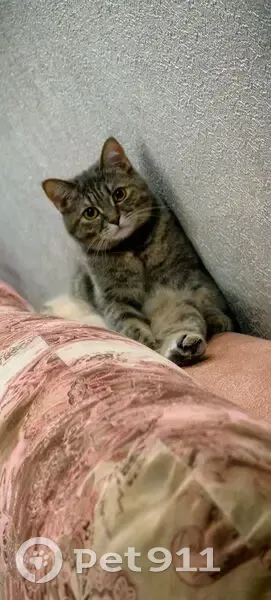 Пропала кошка Серая, Киров, ул. Центральная, 15 - photo