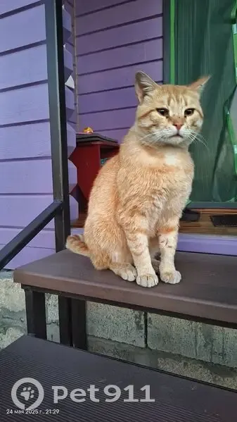 Найдена кошка в Сасово, Тульская обл. - photo
