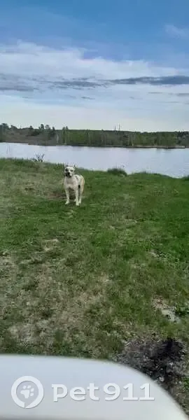 Бульдог найден: ул. Горького, 122, Братск - photo