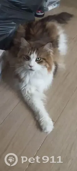 Пропала кошка, Бейвеля 46А, Челябинск - photo