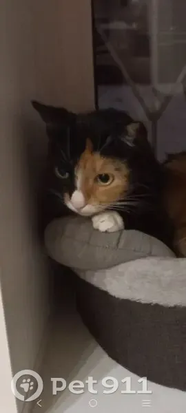 Кошка пропала у Пятёрочки, Скворцова-Степанова, 83А - photo