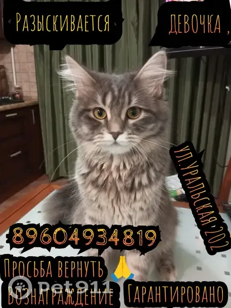 Пропала кошка, Уральская 202, Краснодар - photo