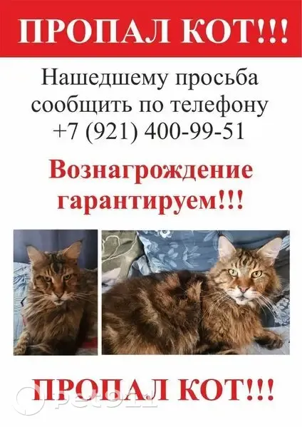 Пропал кот Мейн-Кун, Зеленый пр., 25 - photo