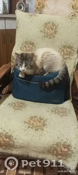 Пропала кошка, Киров, Ульяновская 9 - photo