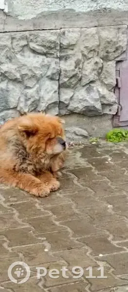 Собака найдена на Попова 55, Барнаул - photo