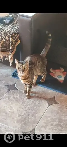 Пропал кот Семён, Минская обл. - photo