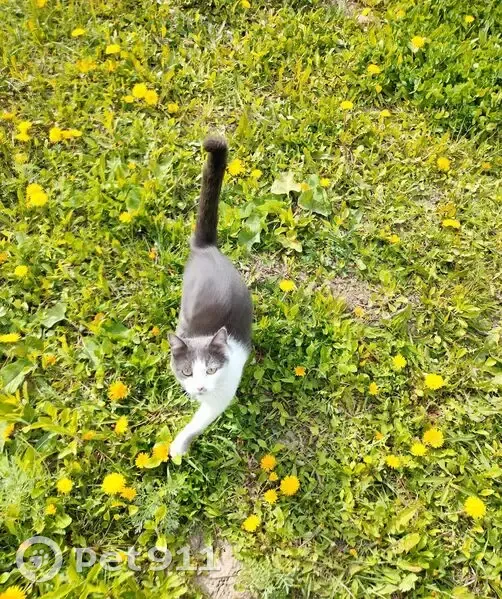 Пропала кошка Ася, Платоново, Орловская обл. - photo