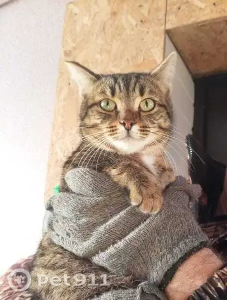 Пропала кошка, Октябрьская 186, Восточный - photo