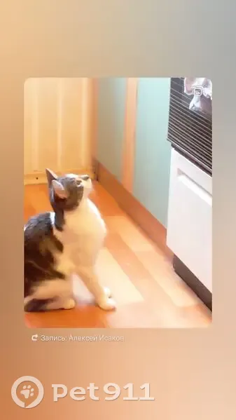 Пропала кошка, ул. Дзержинского, 5 - photo