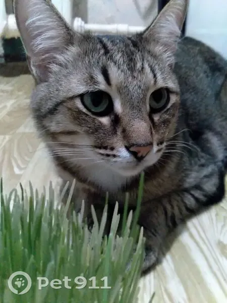 Пропала кошка, ул. Ядыгарова 7, Ягул - photo