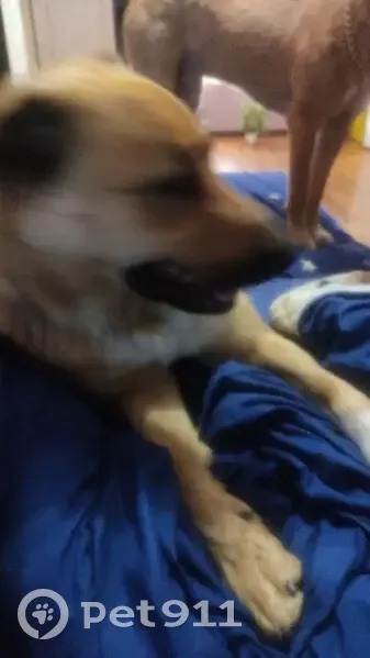 Найдена собака, ул. Героев-Разведчиков, 28 - photo