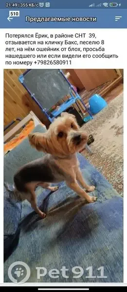 Пропала собака, Свердловская обл. - photo