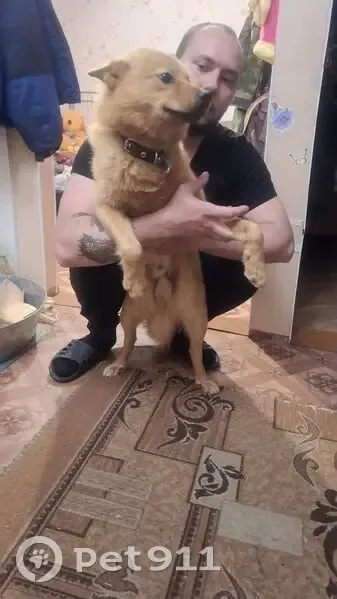 Найдена лайка, Поросозеро, 86К-14 - photo