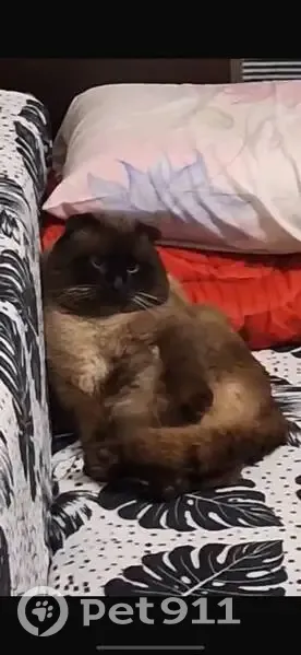 Пропала кошка, Малый пер., 2, Михайловск - photo