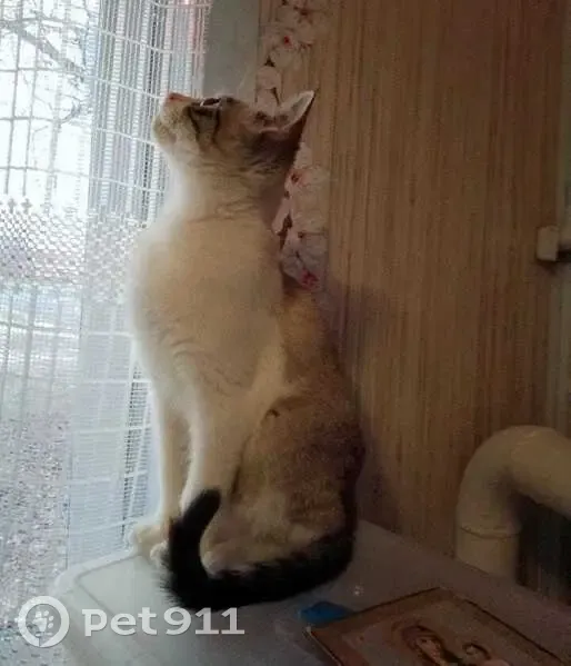 Пропала кошка, ул. Котельникова 38, Богородск - photo